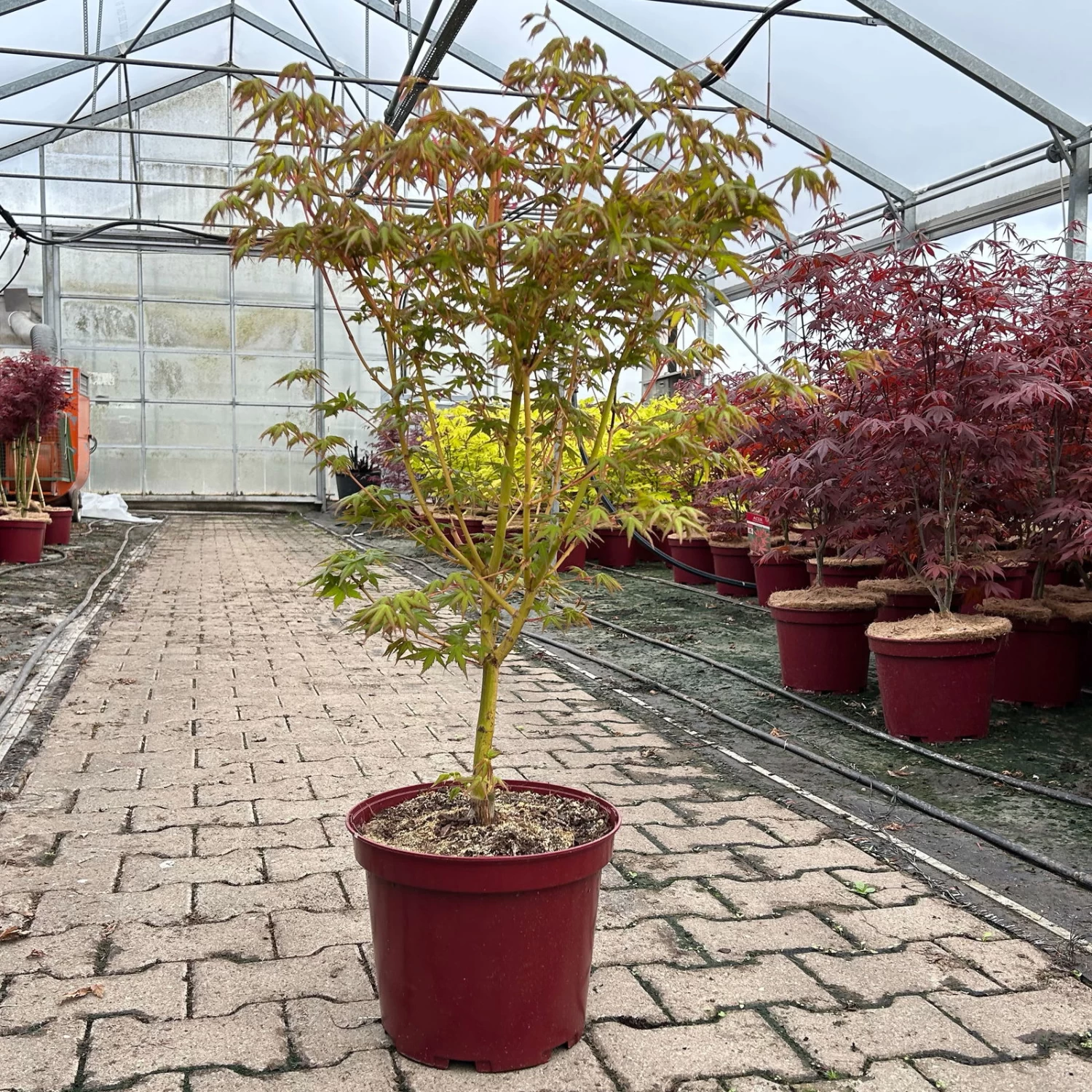 Japanischer Fächerahorn 'Bi Hoo', Höhe 80-100 Cm, Topf 10 Liter – Bild 5