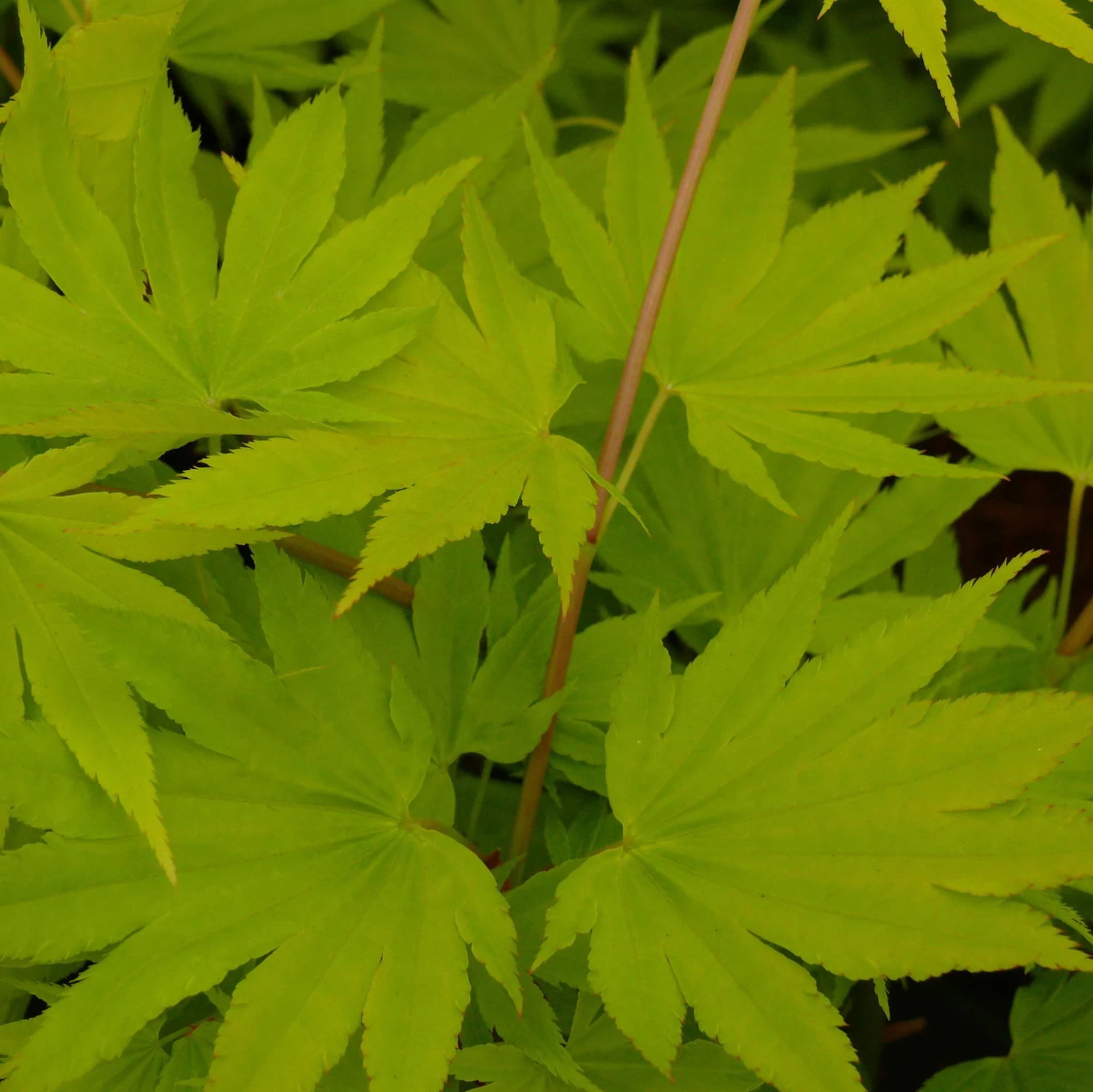 Gelber Fächerahorn 'Jordan', Höhe 80-100 Cm, Topf 10 Liter – Bild 3