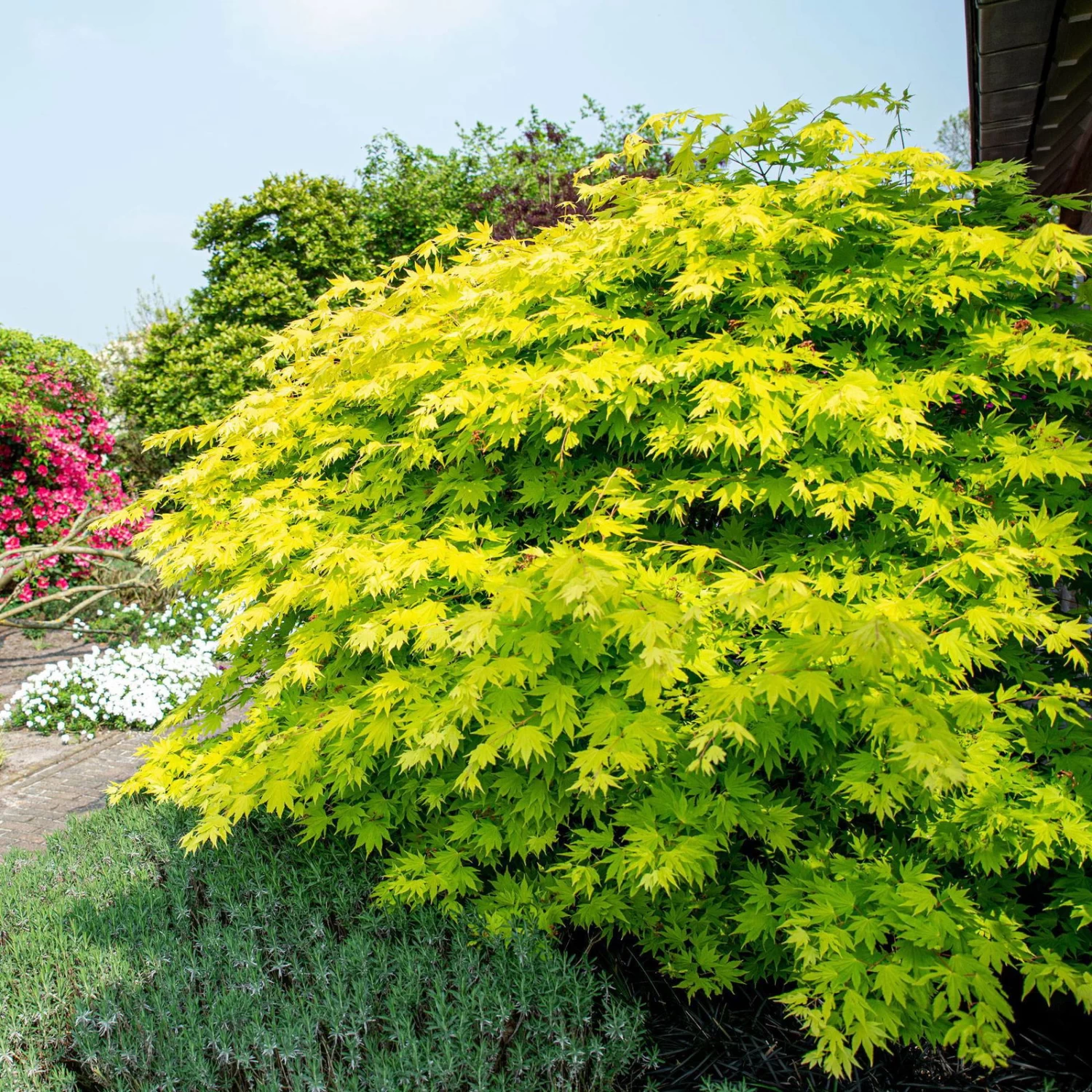 Gelber Fächerahorn 'Jordan', Höhe 80-100 Cm, Topf 10 Liter – Bild 2