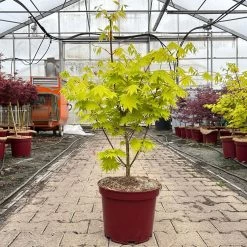 Gelber Fächerahorn 'Jordan', Höhe 80-100 Cm, Topf 10 Liter