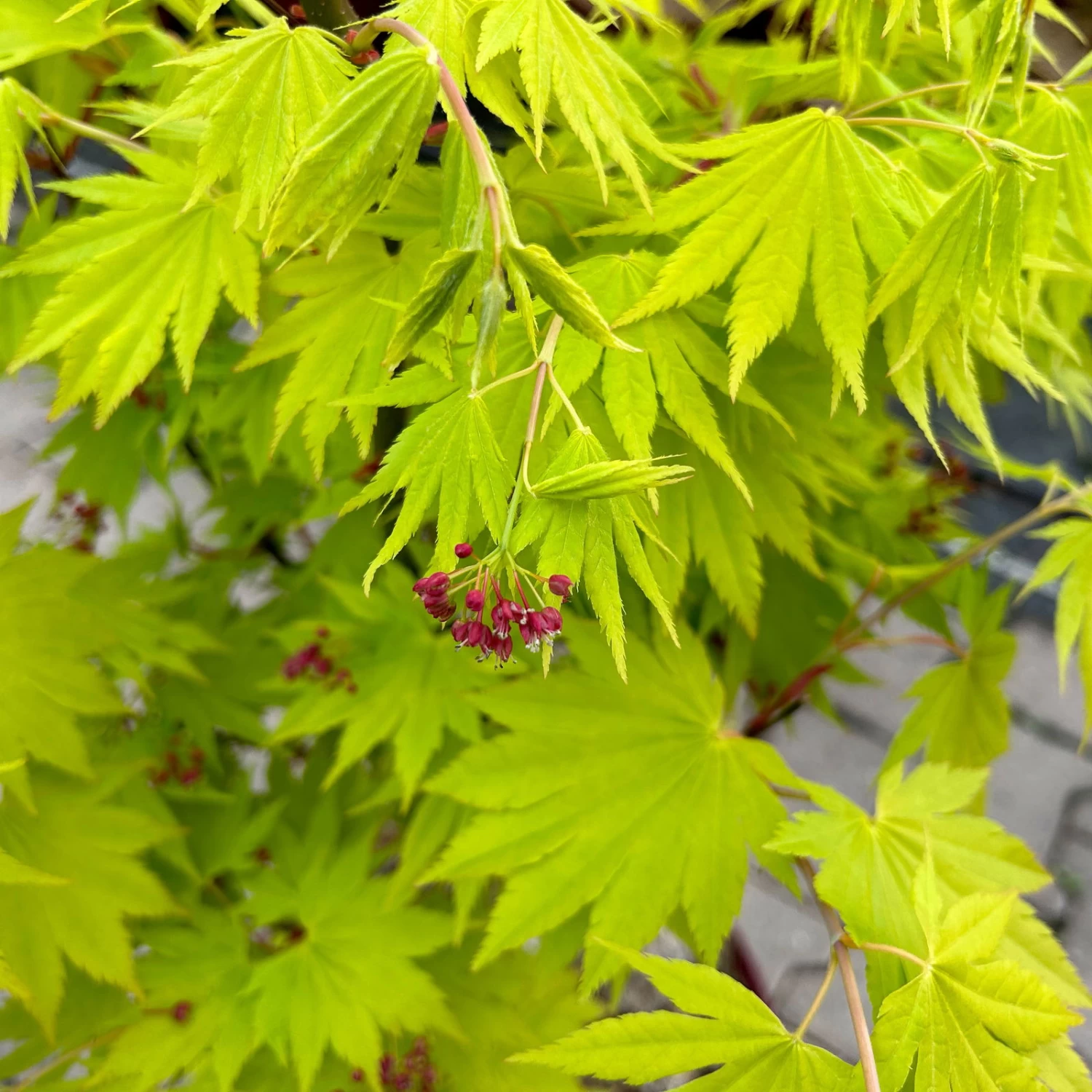 Gelber Fächerahorn 'Jordan', Höhe 80-100 Cm, Topf 10 Liter – Bild 4