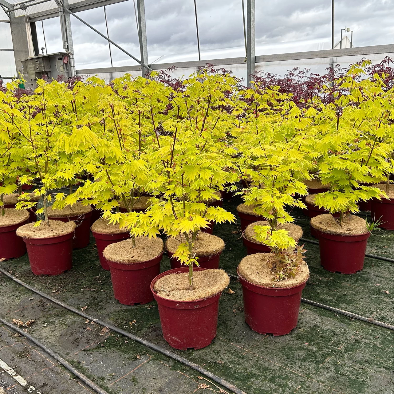 Gelber Fächerahorn 'Jordan', Höhe 80-100 Cm, Topf 10 Liter – Bild 6