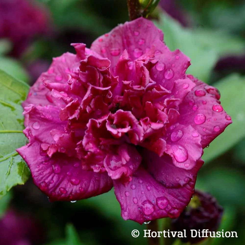 Garten-Hibiskus, Hibiscus Syriacus 'French Cabaret® Red', Rotviolett, 40-60 Cm Hoch, Topf 5 L