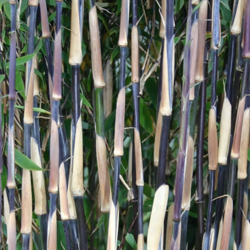 2er-Set Bambus-Kollektion Fargesia Spathacea "Red Zebra"®, Zebrabambus, Höhe 80-100 Cm, Im 10 Liter Topf – Bild 2