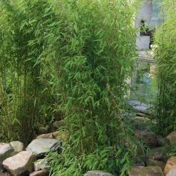 Aufrechter Gartenbambus 'Obelisk'(S), 15er-Set, Topf 10 Liter