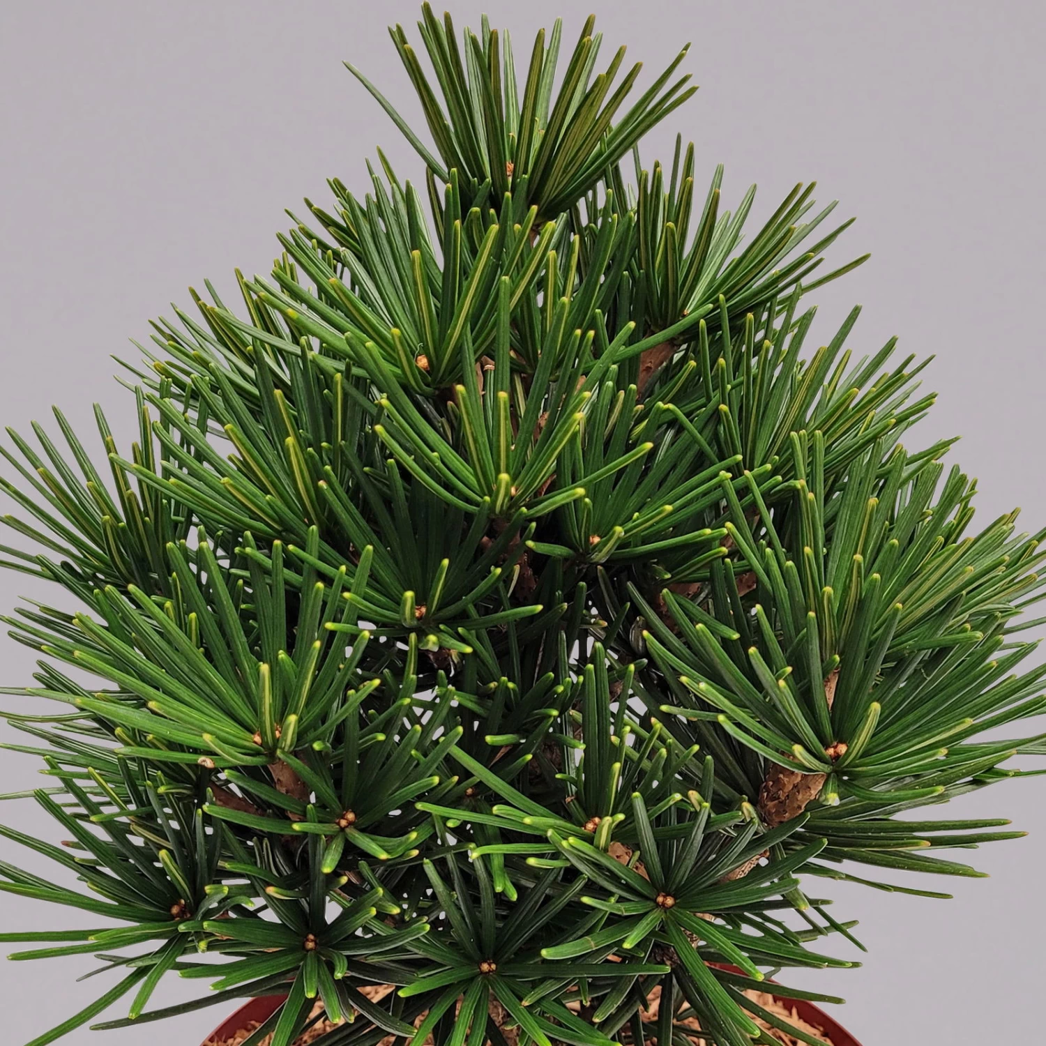 Zwergschirmtanne 'Kobito', Höhe 25-30 Cm, Topf 5 Liter – Bild 2