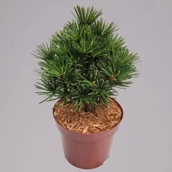 Zwergschirmtanne 'Kobito', Höhe 25-30 Cm, Topf 5 Liter