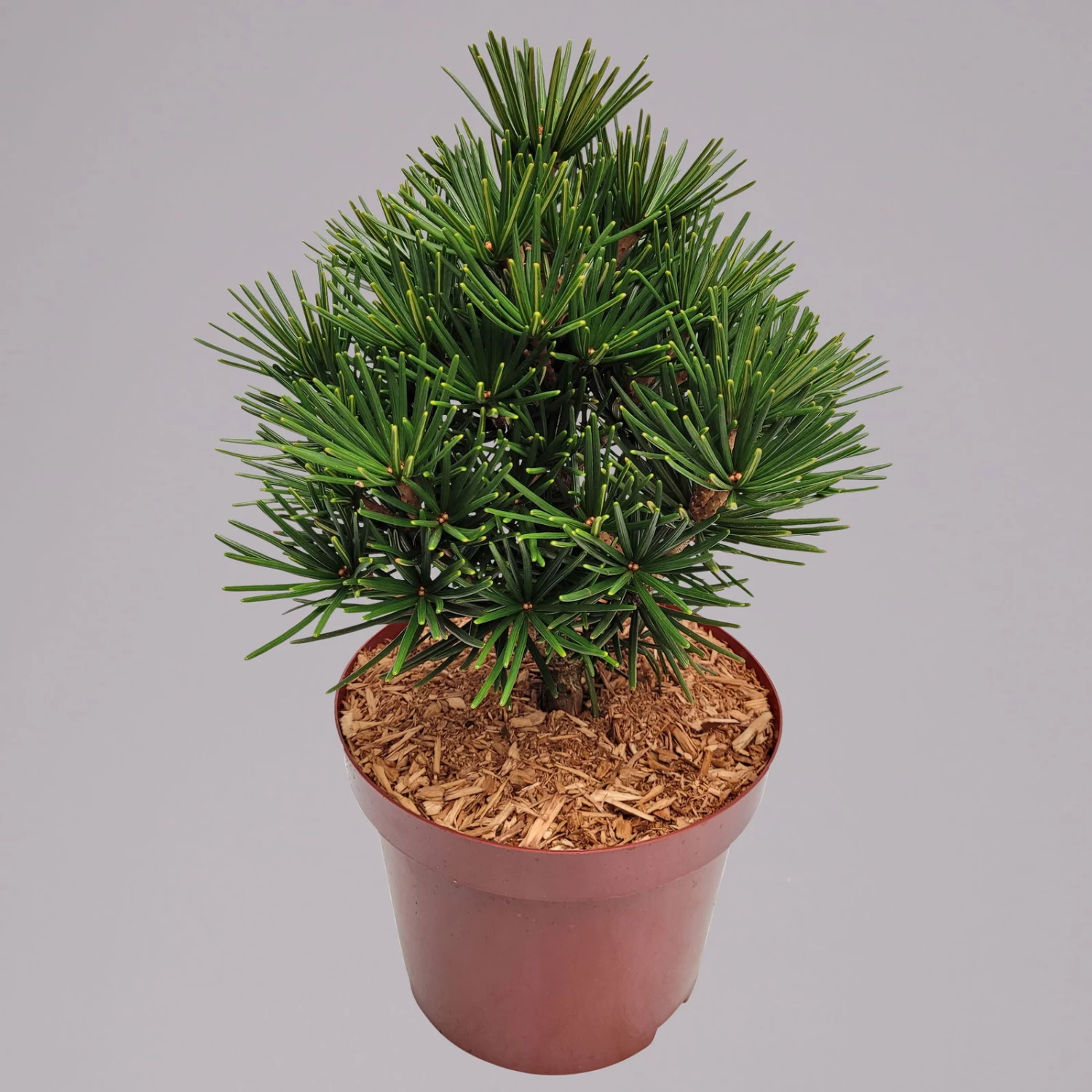 Zwergschirmtanne 'Kobito', Höhe 25-30 Cm, Topf 5 Liter