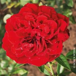 Kletterrose 'Belkanto®', Samtrot, Topf 6 Liter