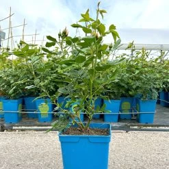 Kletterrose 'Uetersener Klosterrose®', Cremeweiß, Topf 6 Liter