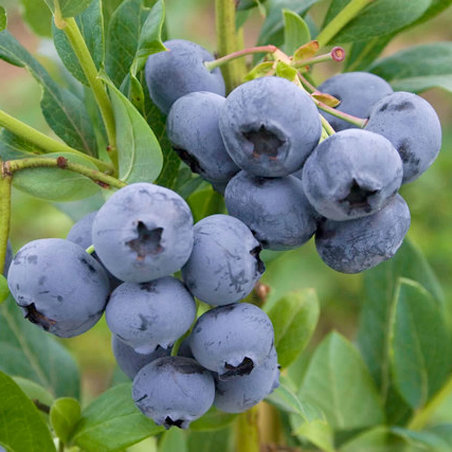 Heidelbeere 'Reka'®, 4er-Set, Höhe 40-60 Cm, Topf 5 Liter