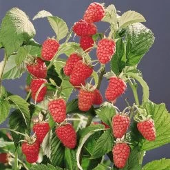 Sommerhimbeere 'Schönemann', 10er-Set, Topf 2 Liter