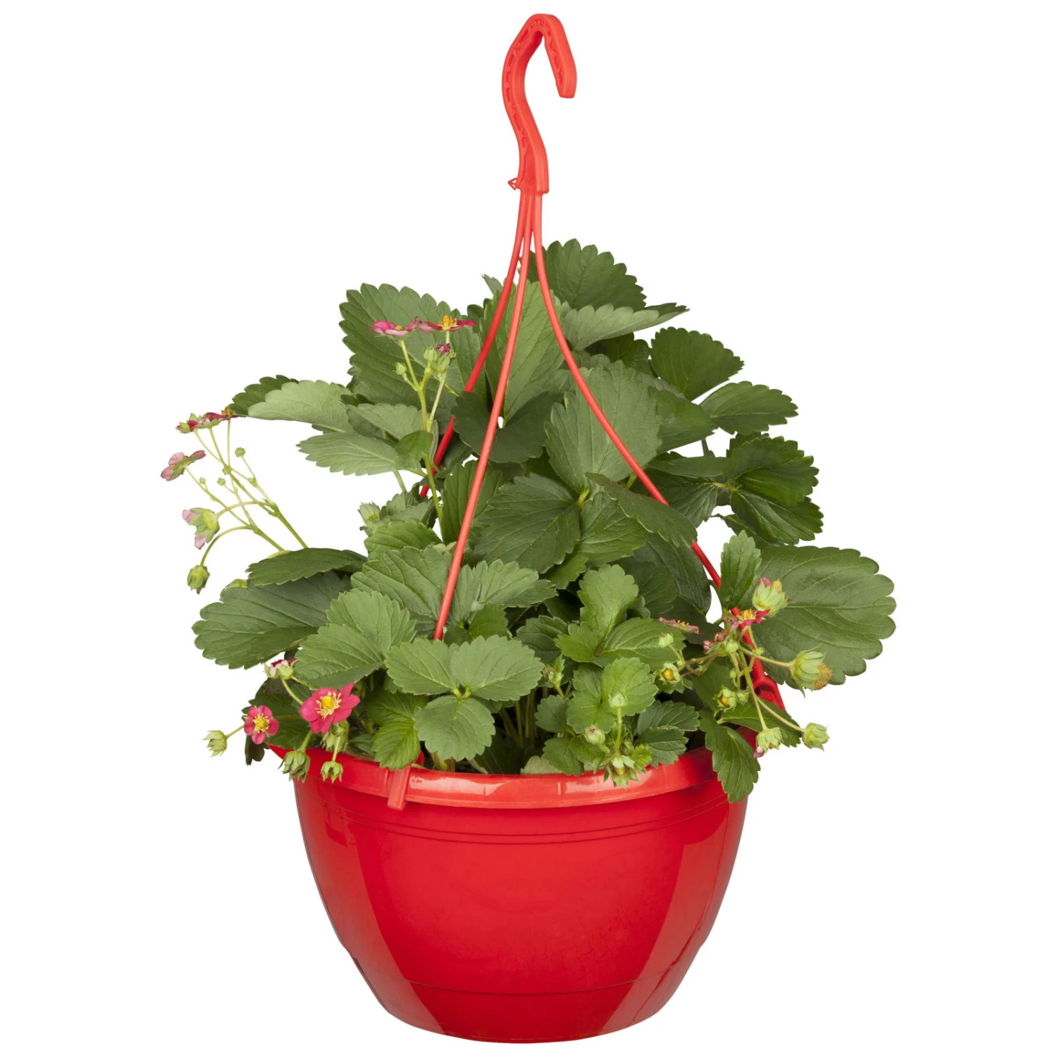 Erdbeere 'Fragoo® Toscana', Frühreif & öftertragend, Ampeltopf-Ø 27 Cm