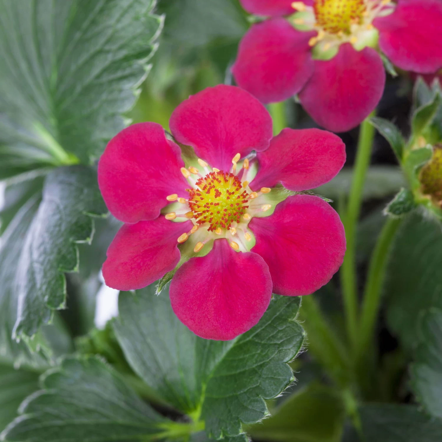 Erdbeere 'Fragoo® Toscana', Frühreif & öftertragend, Ampeltopf-Ø 27 Cm – Bild 3