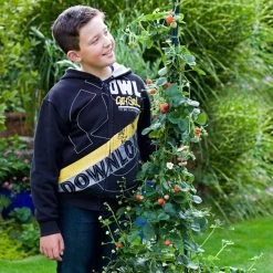 Klettererdbeere Hummi® "KletterToni", 9 Cm Topf Im 6er Set