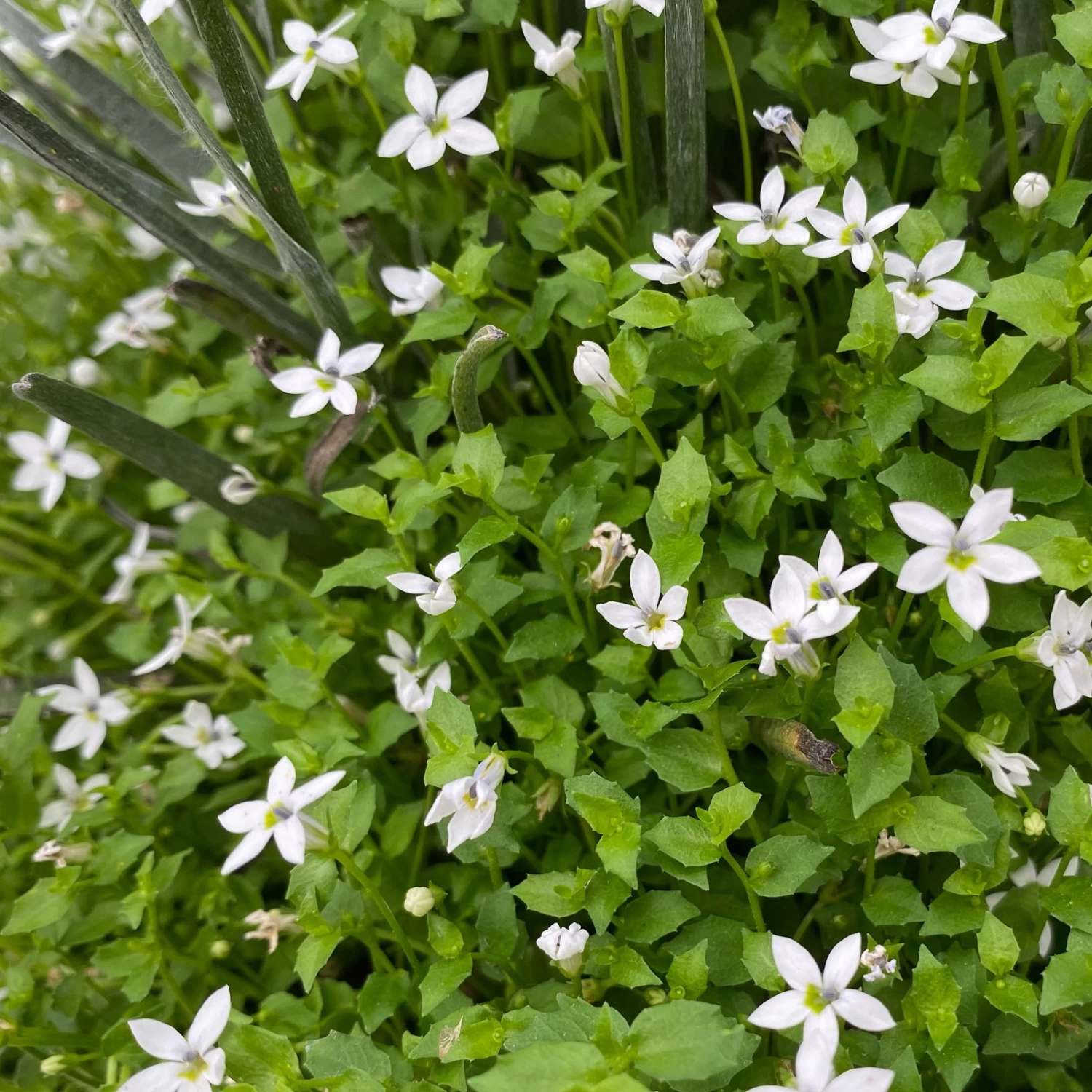 Craspedia & Isotoma Gelb & Weiß, Topf-Ø 23 Cm – Bild 4