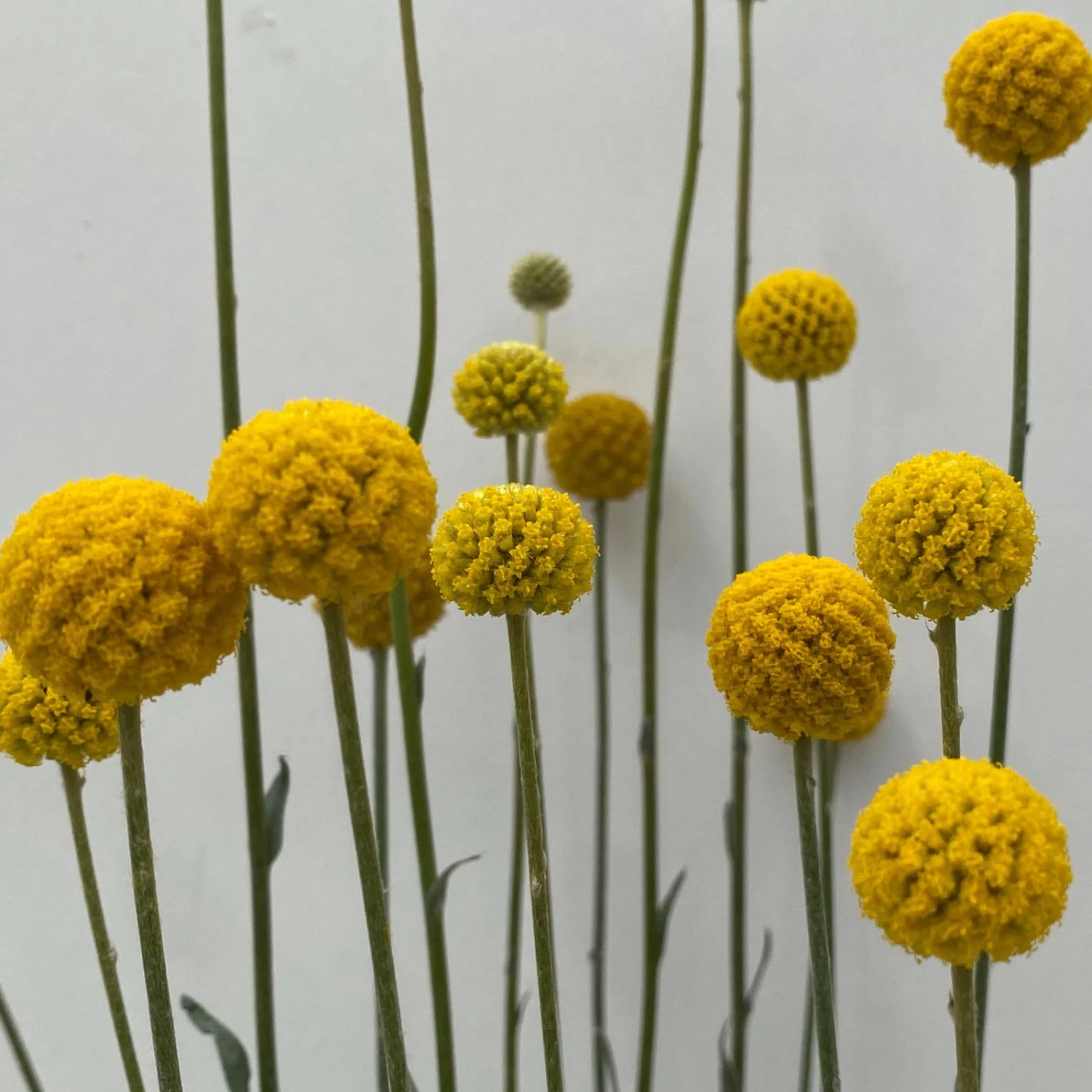 Craspedia & Isotoma Gelb & Weiß, Topf-Ø 23 Cm – Bild 3