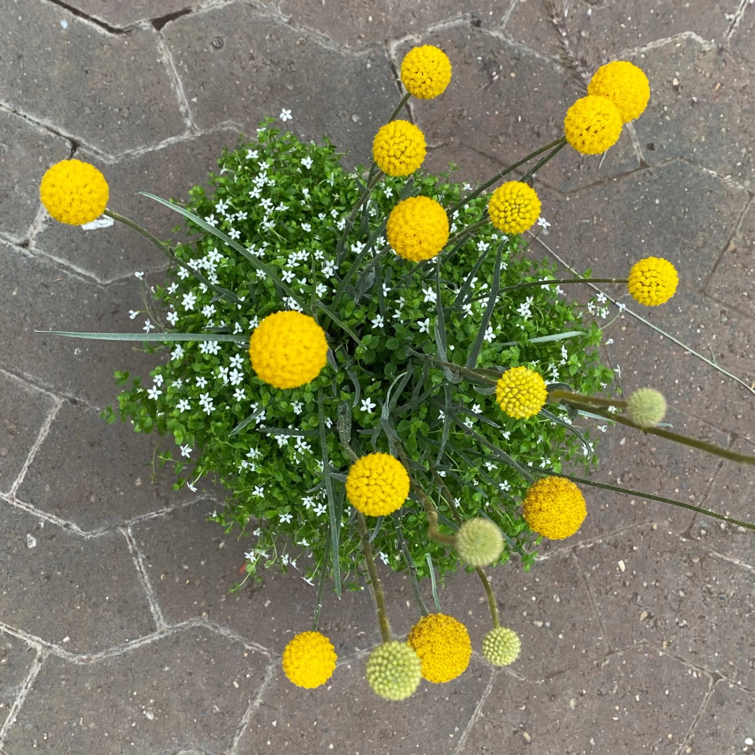 Craspedia & Isotoma Gelb & Weiß, Topf-Ø 23 Cm – Bild 2