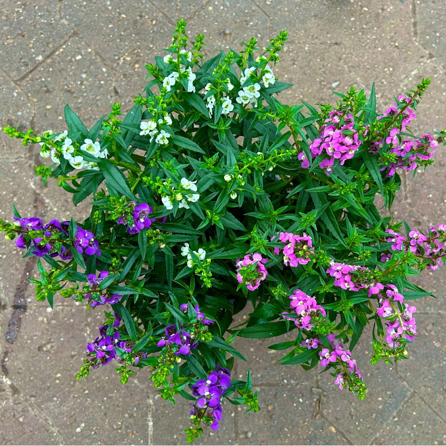 Angelonia 'Trio' Rosa-weiß-lila/blau, Topf-Ø 15 Cm, 3er-Set – Bild 2