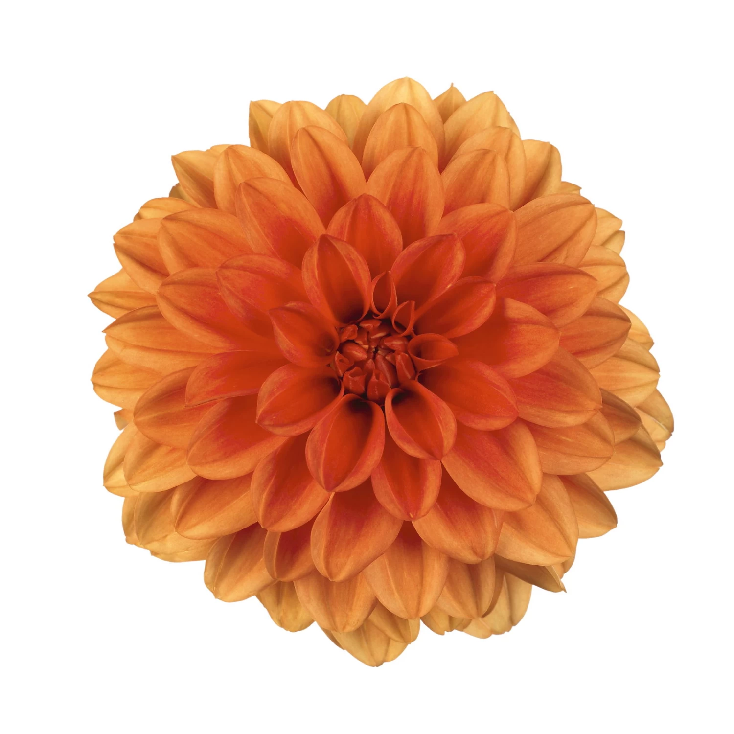 Dahlie 'Hypnotica', Farben Zufällig, Topf-Ø 19 Cm, 2er-Set – Bild 11