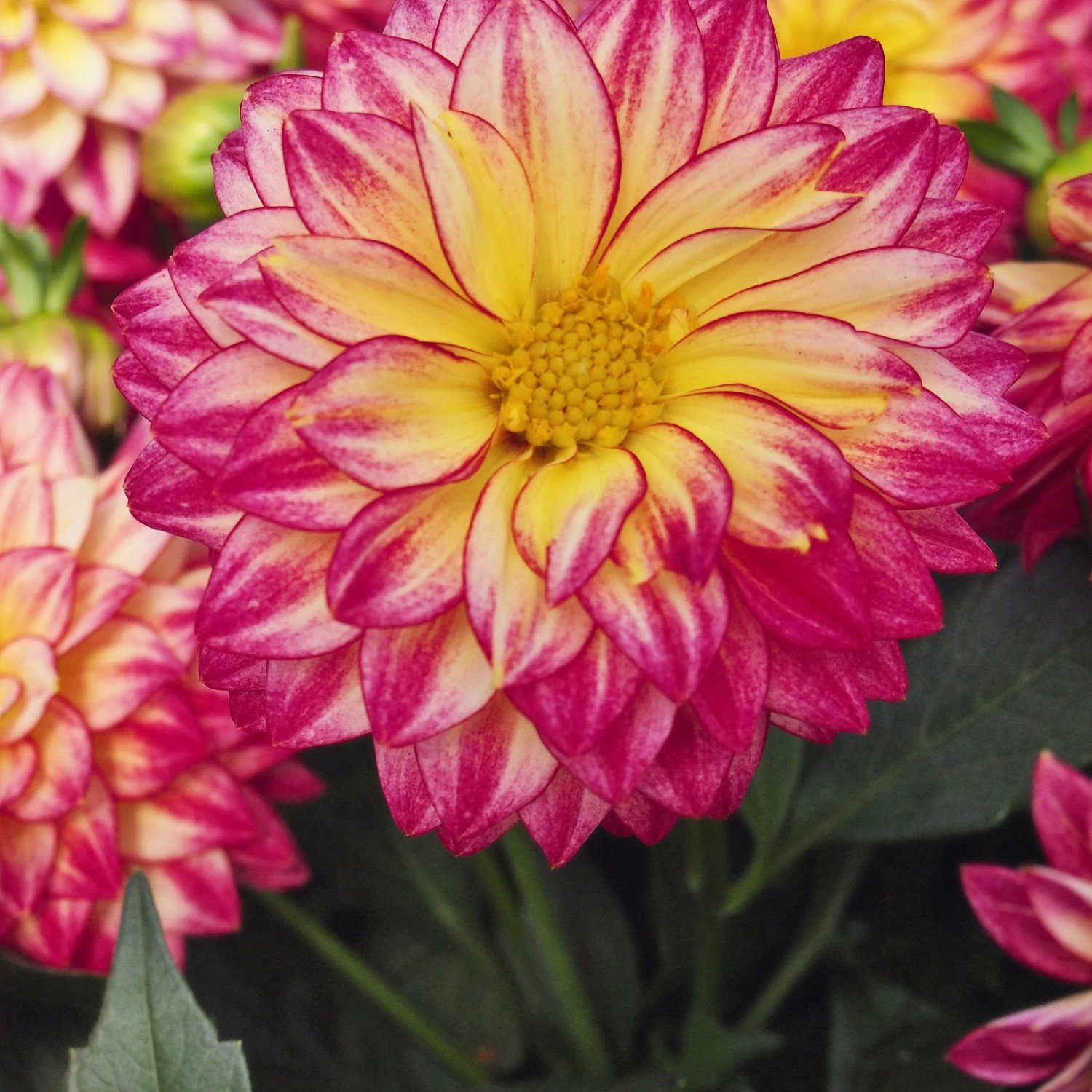 Dahlie 'Hypnotica', Farben Zufällig, Topf-Ø 19 Cm, 2er-Set – Bild 12