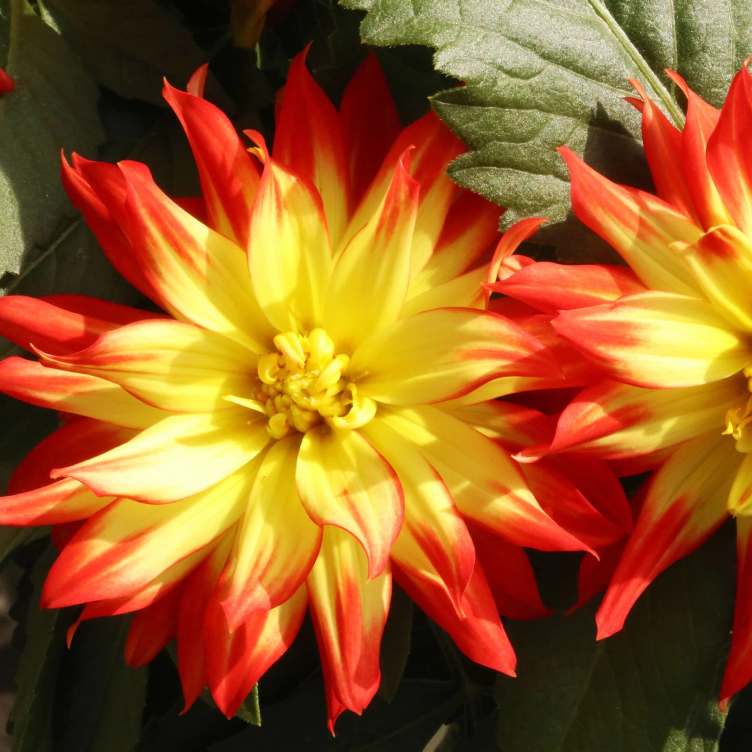 Dahlie 'Hypnotica', Farben Zufällig, Topf-Ø 19 Cm, 2er-Set – Bild 13