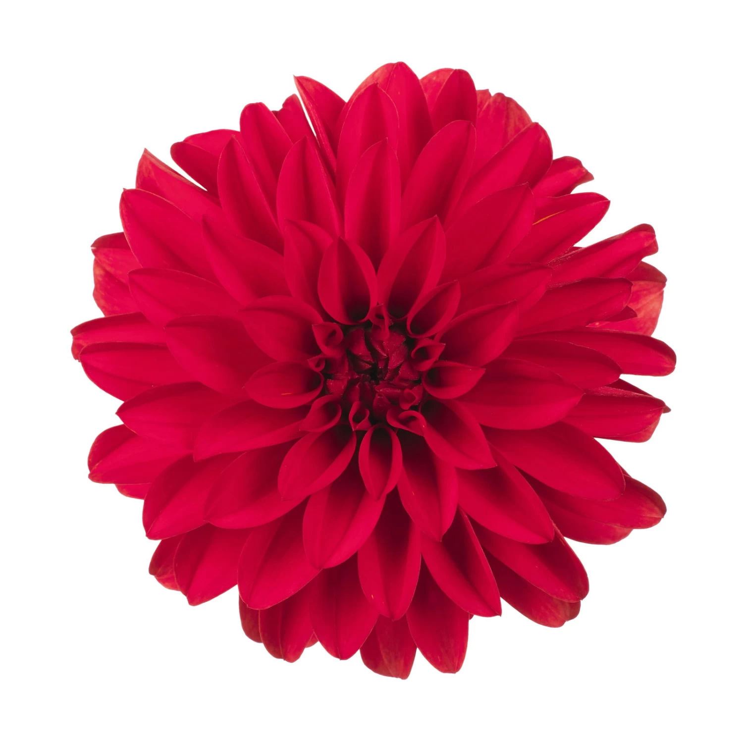 Dahlie 'Hypnotica', Farben Zufällig, Topf-Ø 19 Cm, 2er-Set – Bild 3