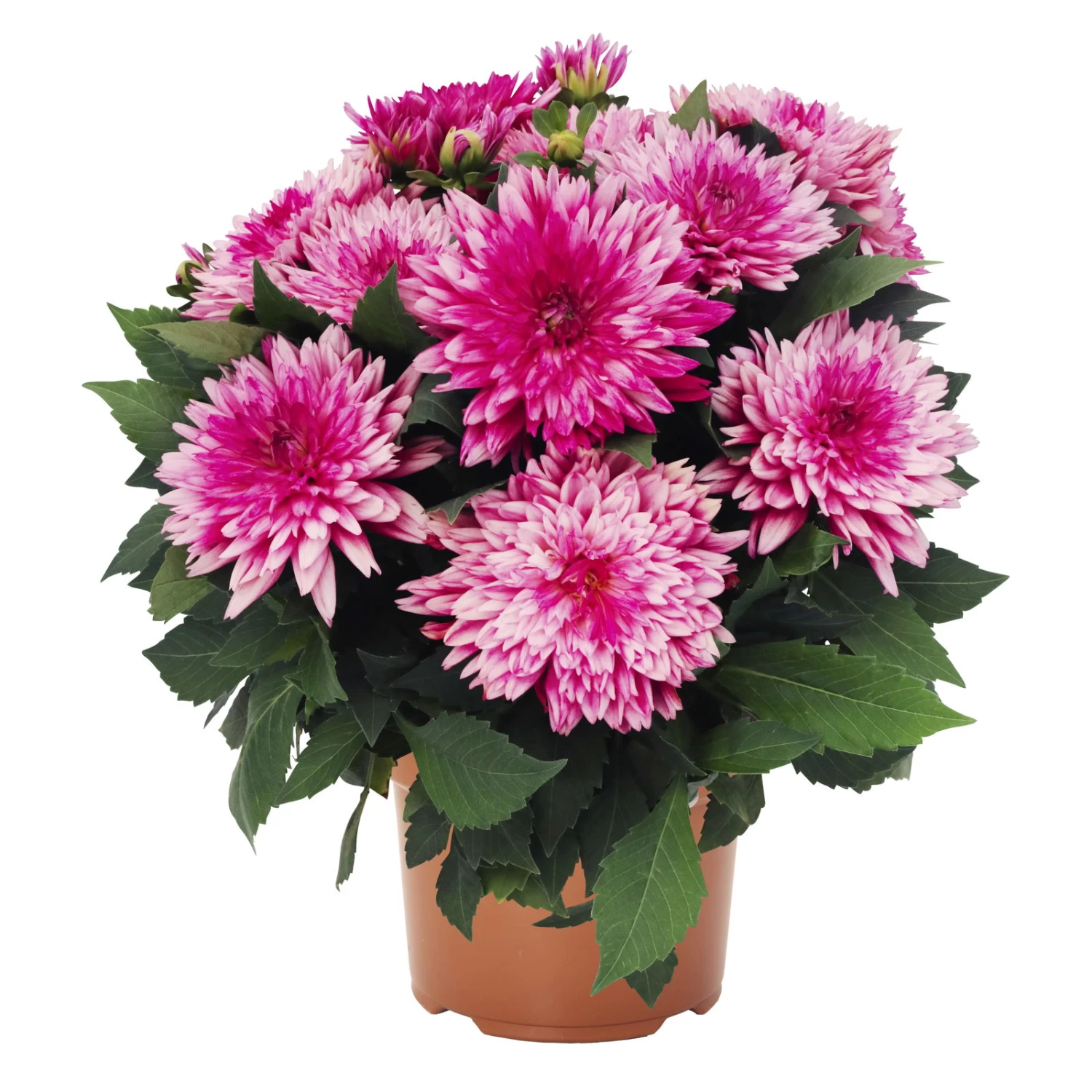 Dahlie 'Hypnotica', Farben Zufällig, Topf-Ø 19 Cm, 2er-Set – Bild 4