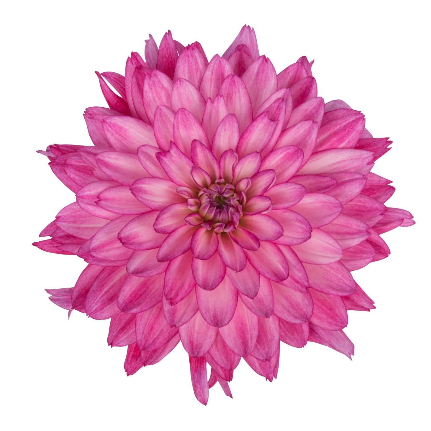 Dahlie 'Hypnotica', Farben Zufällig, Topf-Ø 19 Cm, 2er-Set – Bild 5