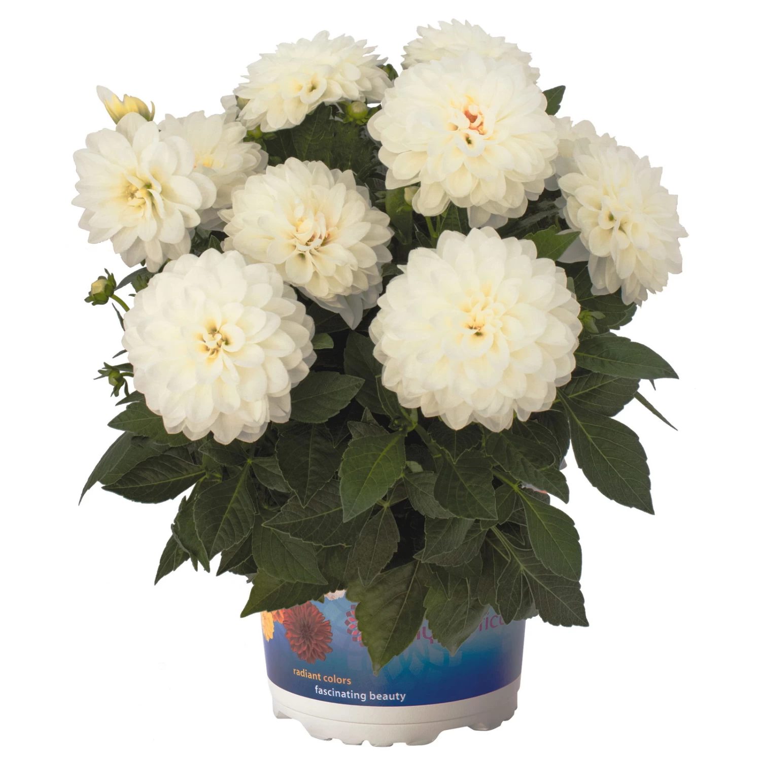 Dahlie 'Hypnotica', Farben Zufällig, Topf-Ø 19 Cm, 2er-Set – Bild 6