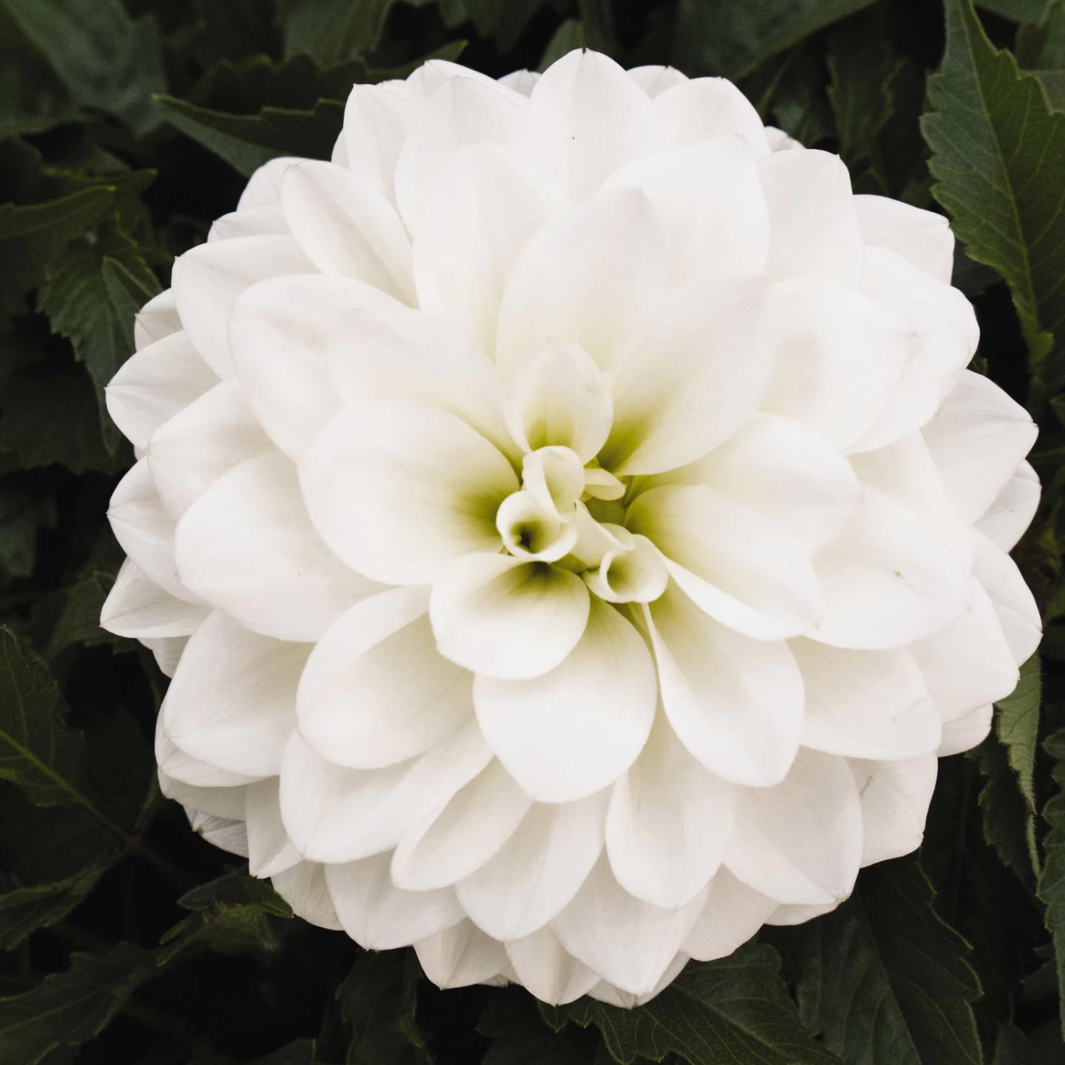 Dahlie 'Hypnotica', Farben Zufällig, Topf-Ø 19 Cm, 2er-Set – Bild 7