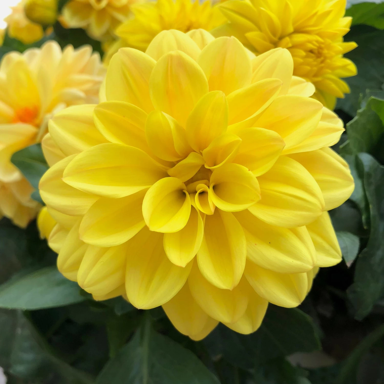 Dahlie 'Hypnotica', Farben Zufällig, Topf-Ø 19 Cm, 2er-Set – Bild 8