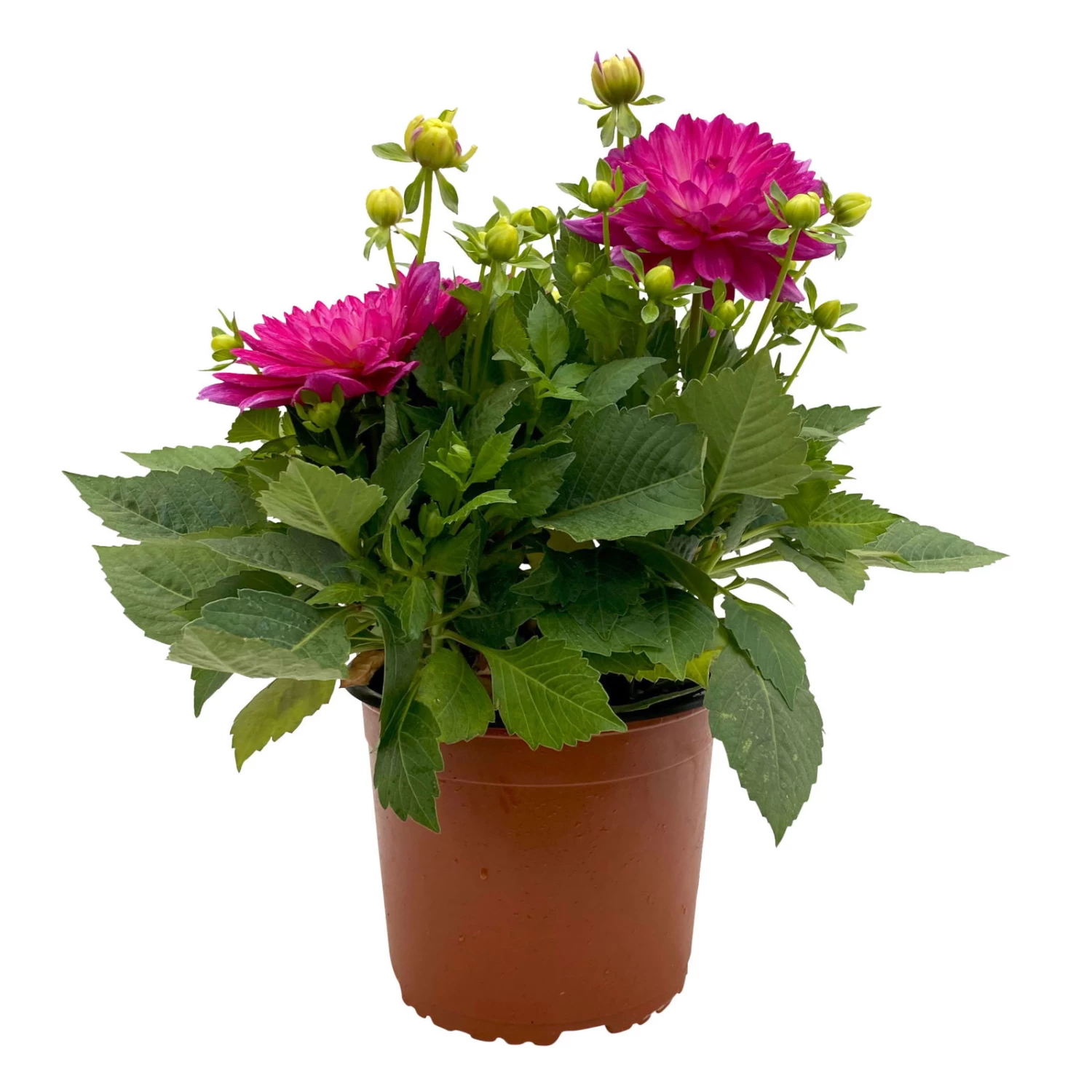 Dahlie 'Hypnotica', Farben Zufällig, Topf-Ø 19 Cm, 2er-Set – Bild 14