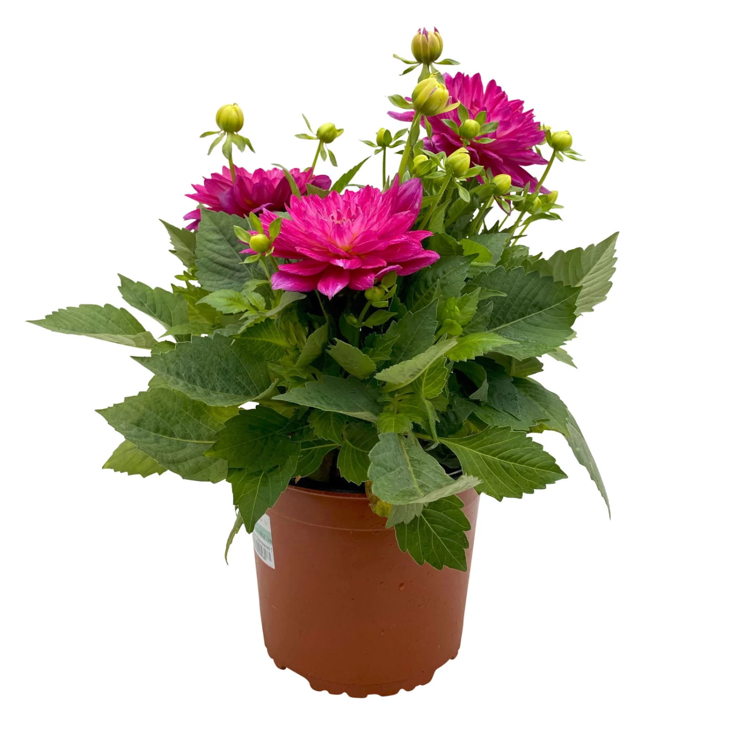 Dahlie 'Hypnotica', Farben Zufällig, Topf-Ø 19 Cm, 2er-Set – Bild 15