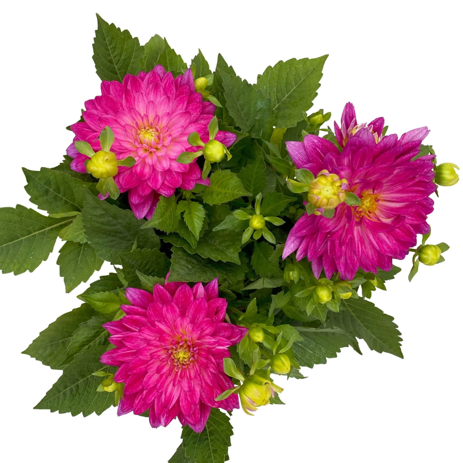 Dahlie 'Hypnotica', Farben Zufällig, Topf-Ø 19 Cm, 2er-Set – Bild 16