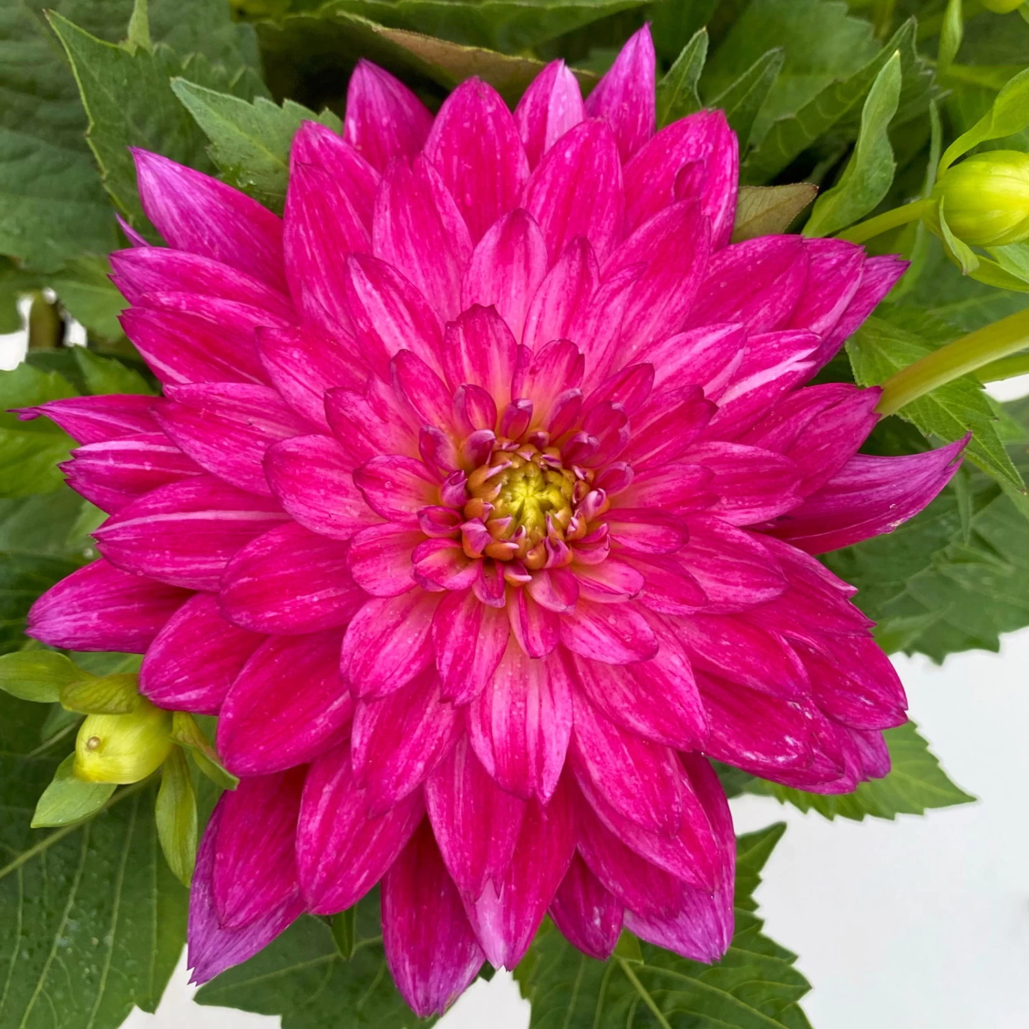 Dahlie 'Hypnotica', Farben Zufällig, Topf-Ø 19 Cm, 2er-Set – Bild 17