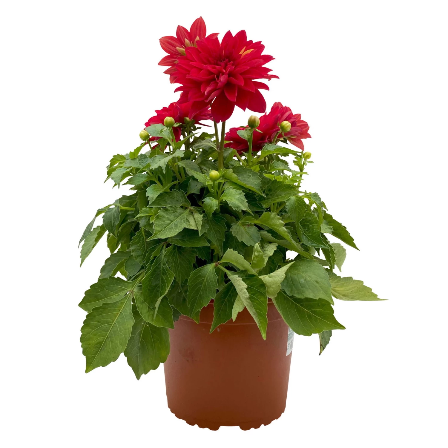 Dahlie 'Hypnotica', Farben Zufällig, Topf-Ø 19 Cm, 2er-Set – Bild 18