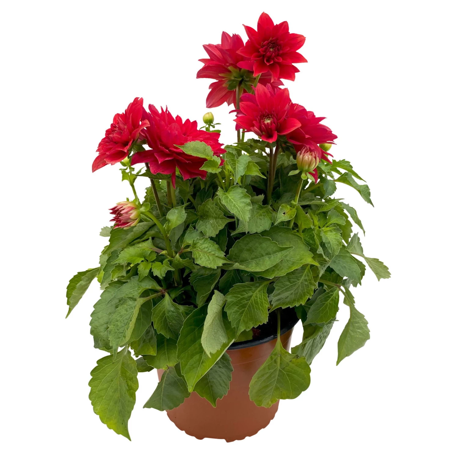 Dahlie 'Hypnotica', Farben Zufällig, Topf-Ø 19 Cm, 2er-Set – Bild 19