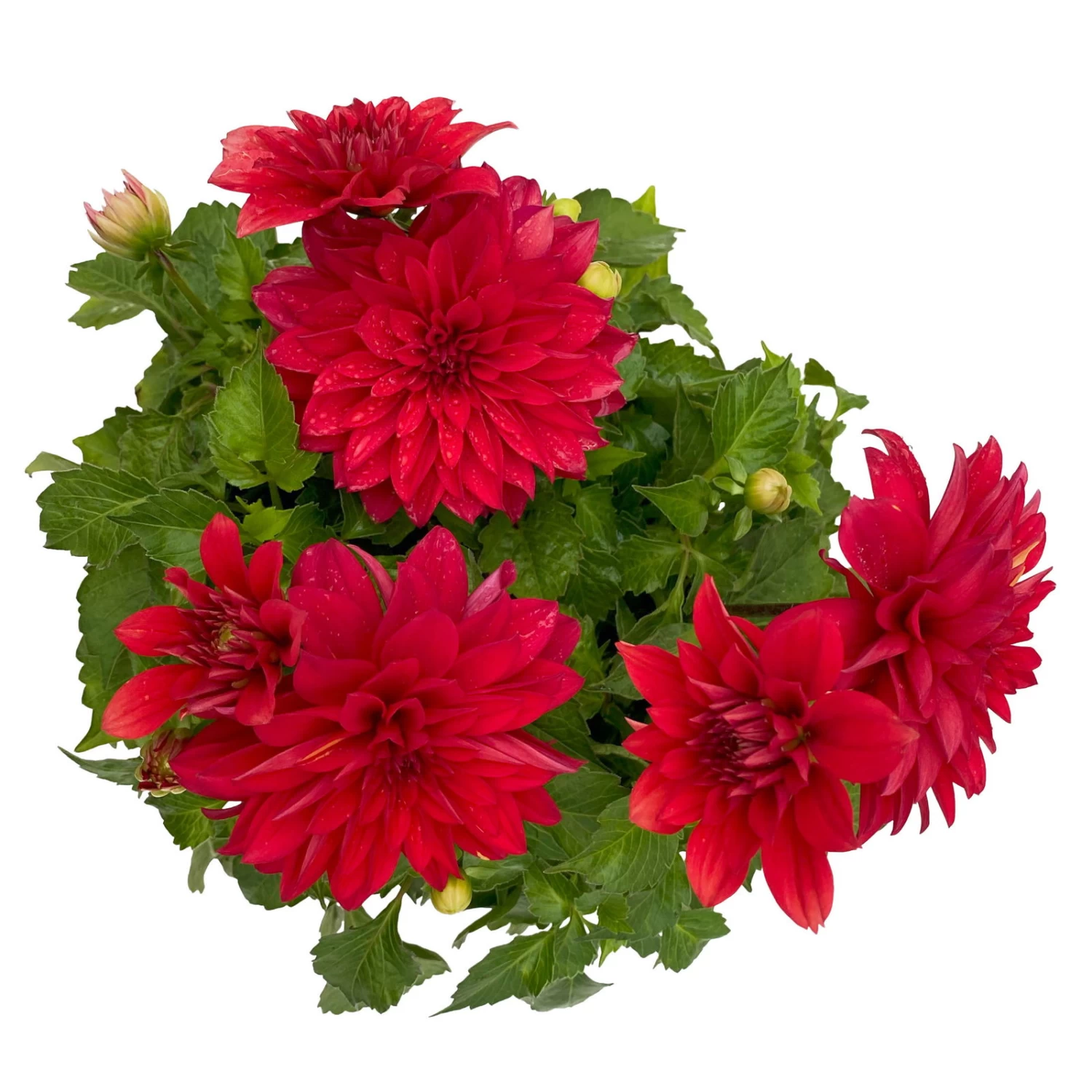 Dahlie 'Hypnotica', Farben Zufällig, Topf-Ø 19 Cm, 2er-Set – Bild 20