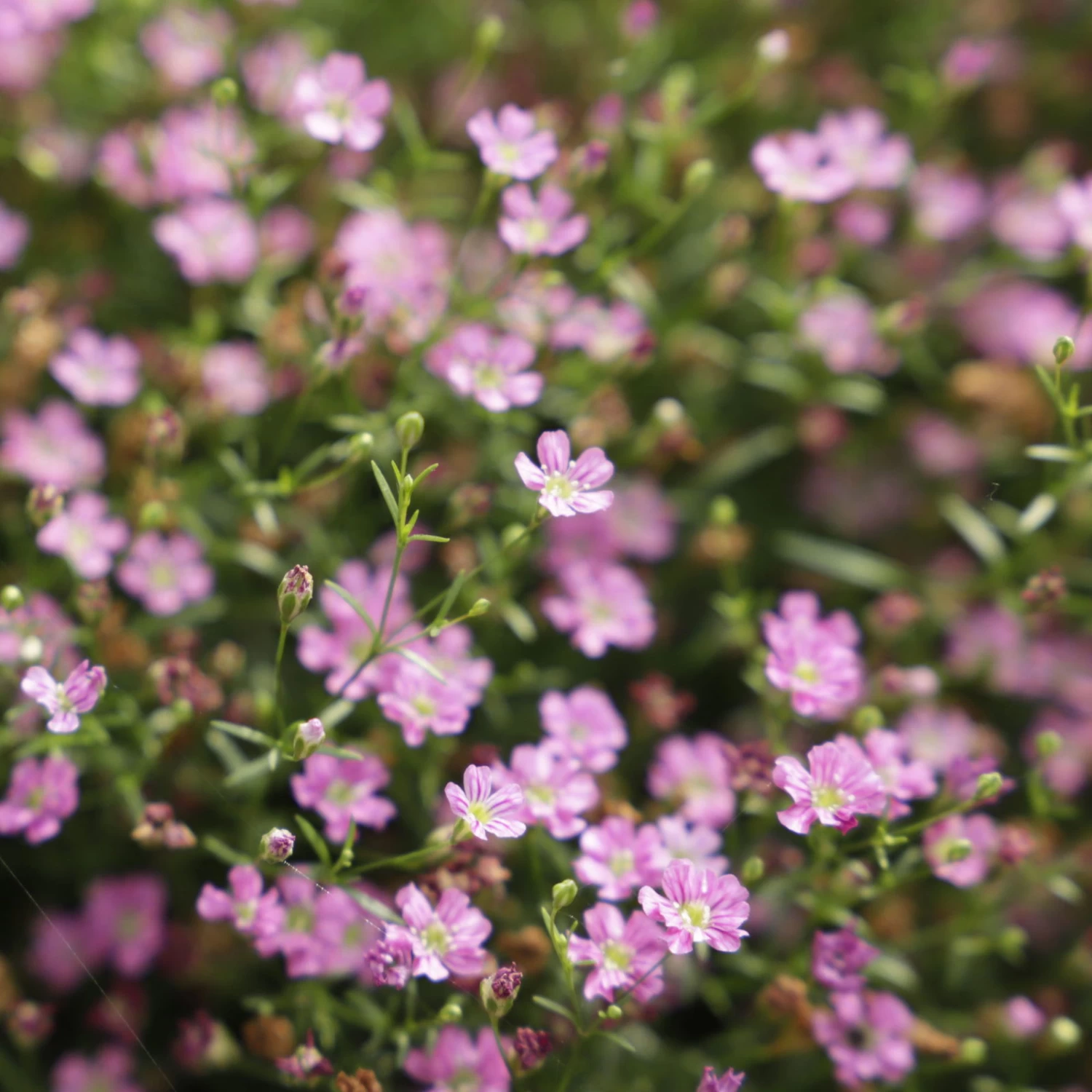 Schleierkraut Rosa, Topf-Ø 12/13 Cm – Bild 5