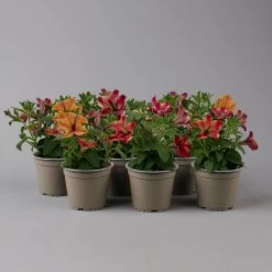 Petunien 'Crazytunia® Mandeville' Rot-gelb, Hängend, Topf-Ø 13 Cm, 6er-Set