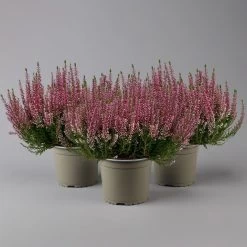 Knospenheide, Rosa, Topf-Ø 17 Cm, 3er-Set