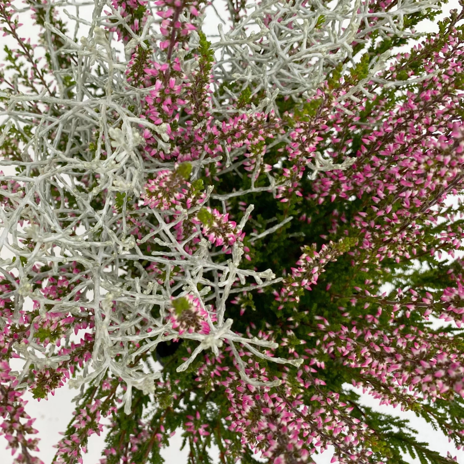 Knospenheide & Calocephalus Mix, 6er-Set, Rosa-rot-silbergrau, Topf 13 Cm Ø – Bild 5