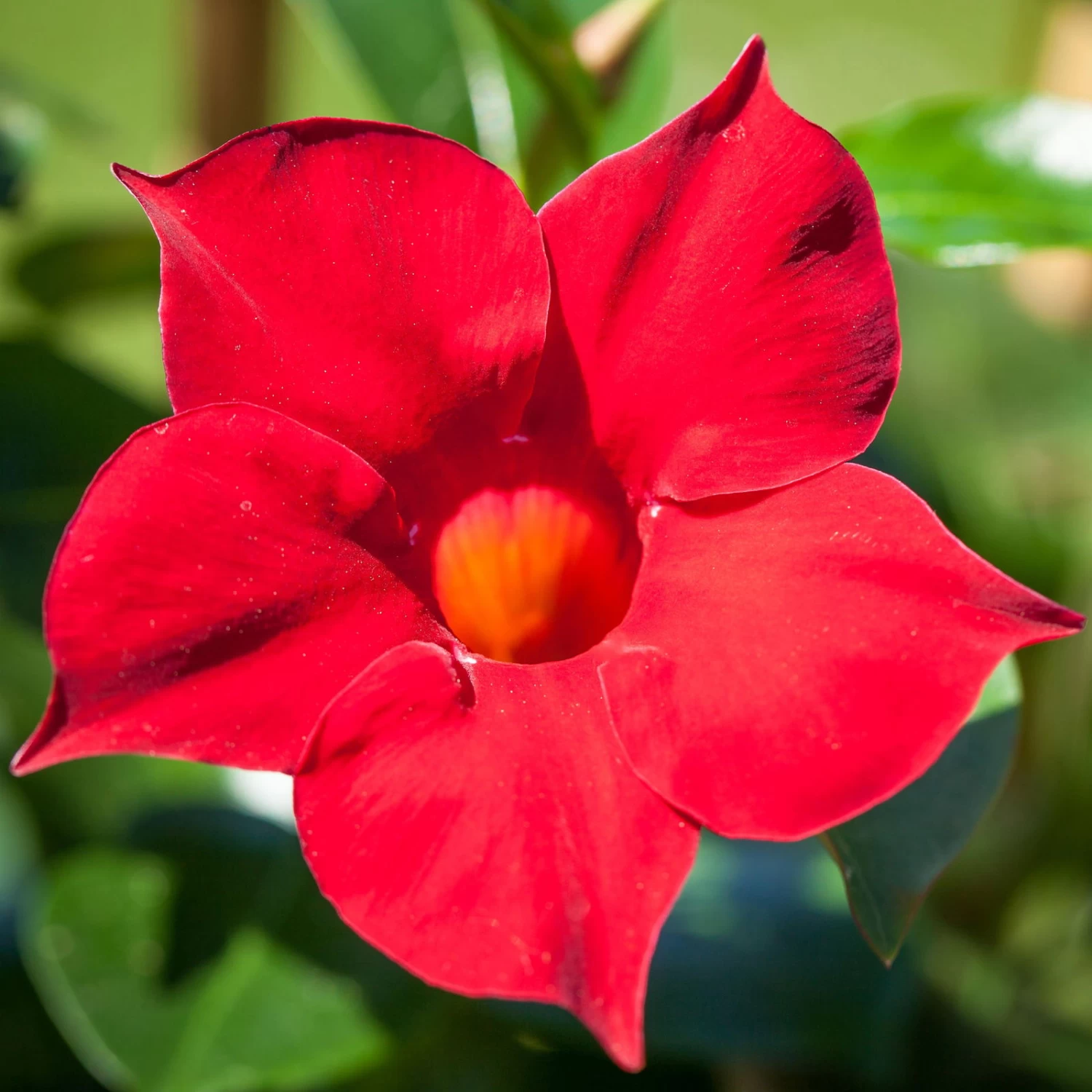 Dipladenie Rot, Busch, Topf-Ø 13/14 Cm, 3er-Set – Bild 5