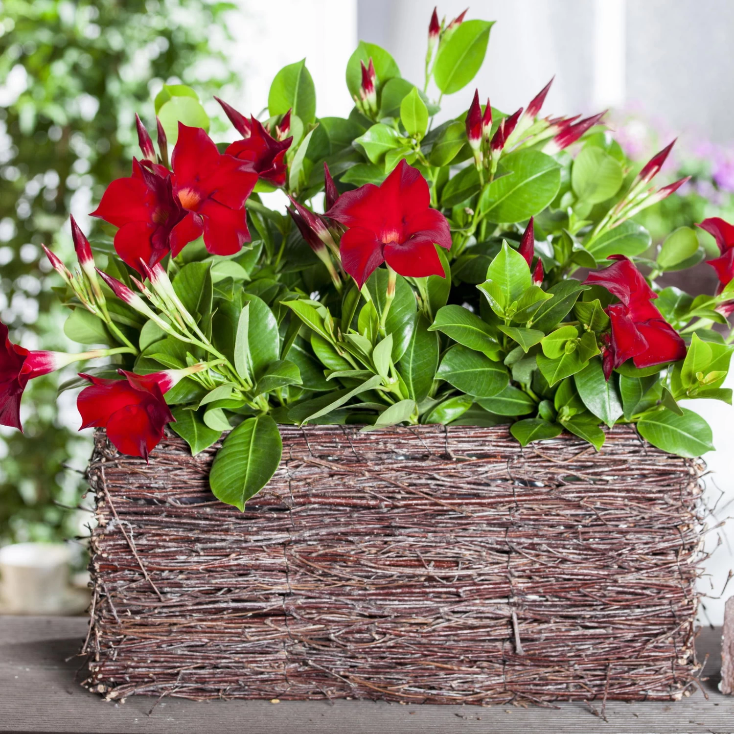 Dipladenie Rot, Busch, Topf-Ø 13/14 Cm, 3er-Set – Bild 7