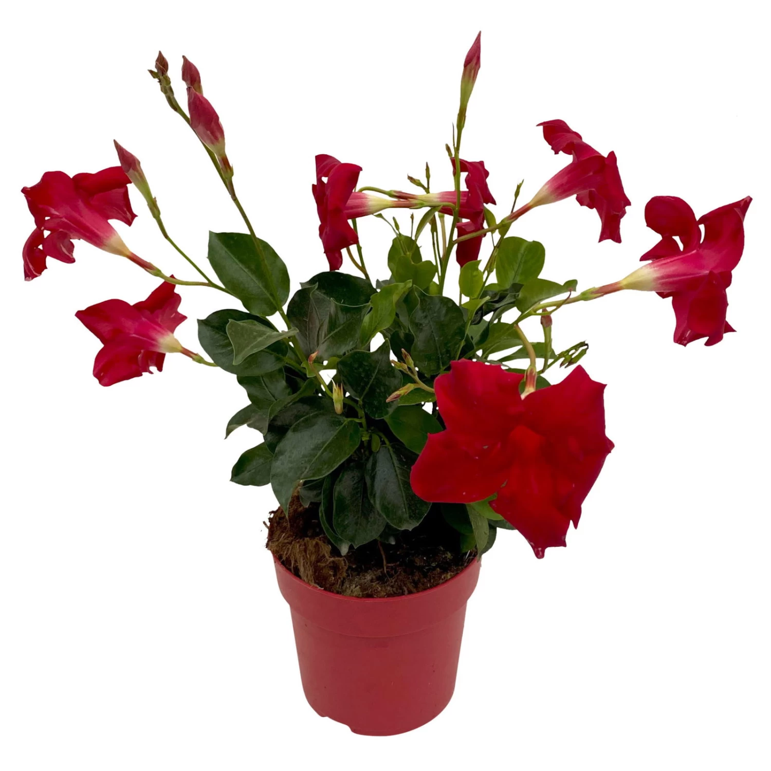 Dipladenie Rot, Busch, Topf-Ø 13/14 Cm, 3er-Set – Bild 2