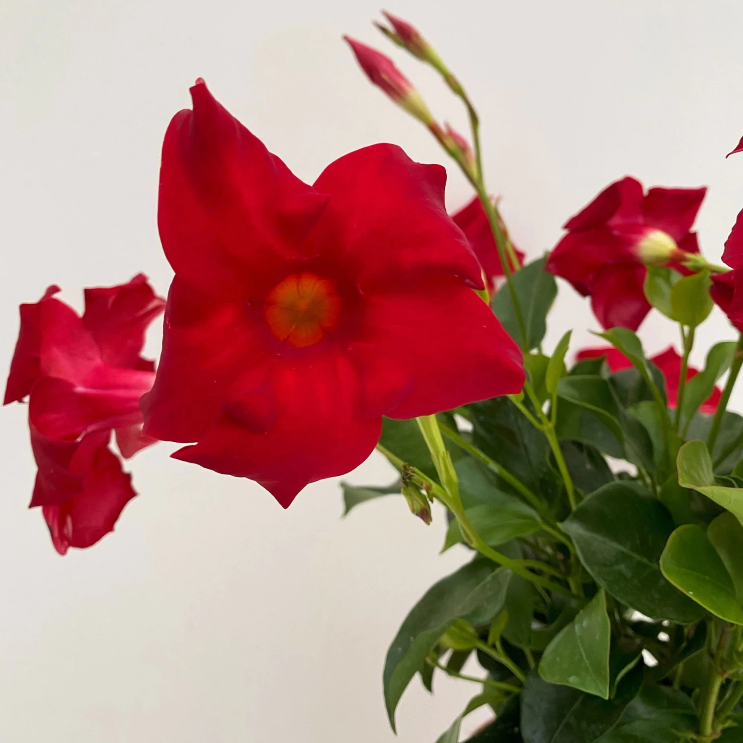 Dipladenie Rot, Busch, Topf-Ø 13/14 Cm, 3er-Set – Bild 3