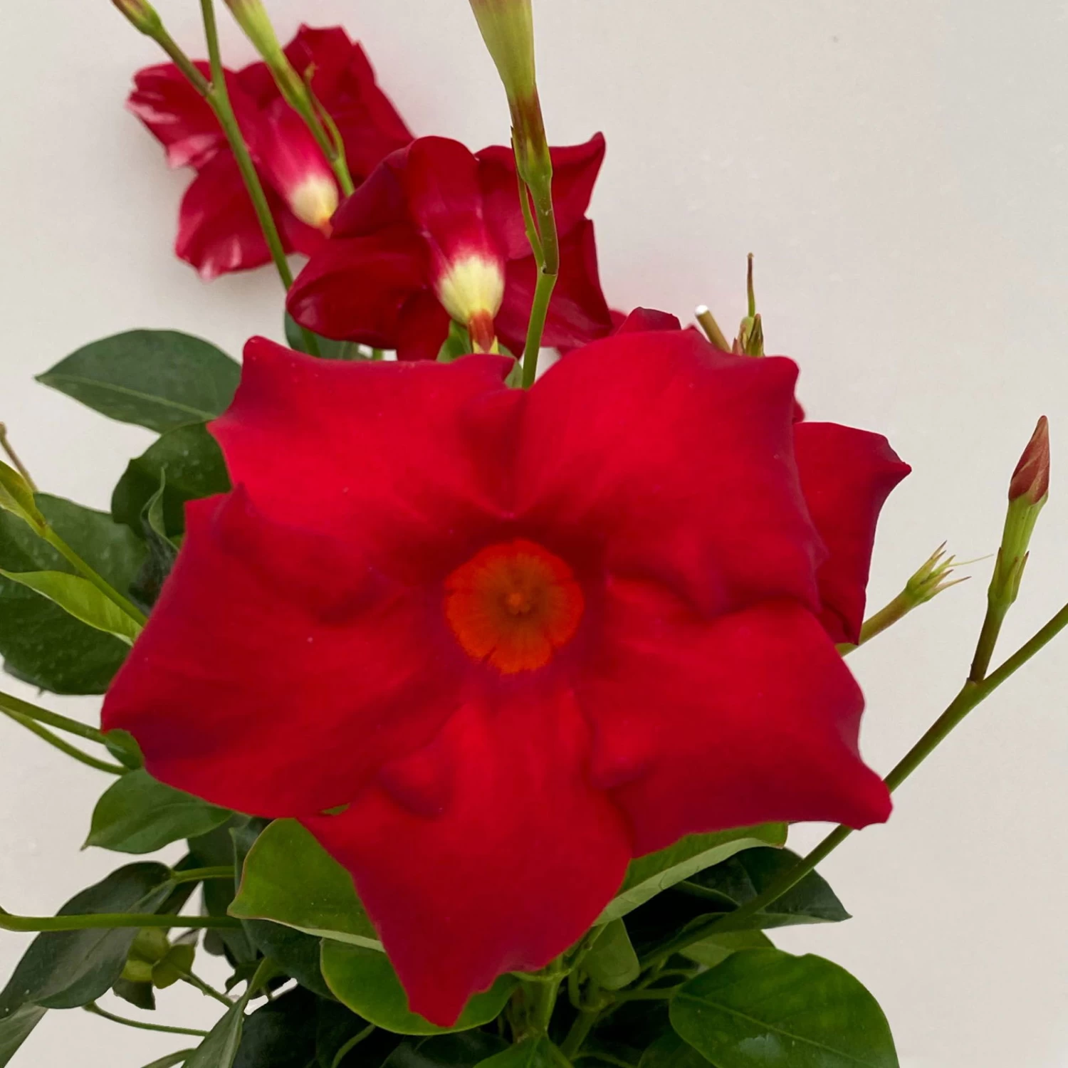 Dipladenie Rot, Busch, Topf-Ø 13/14 Cm, 3er-Set – Bild 4