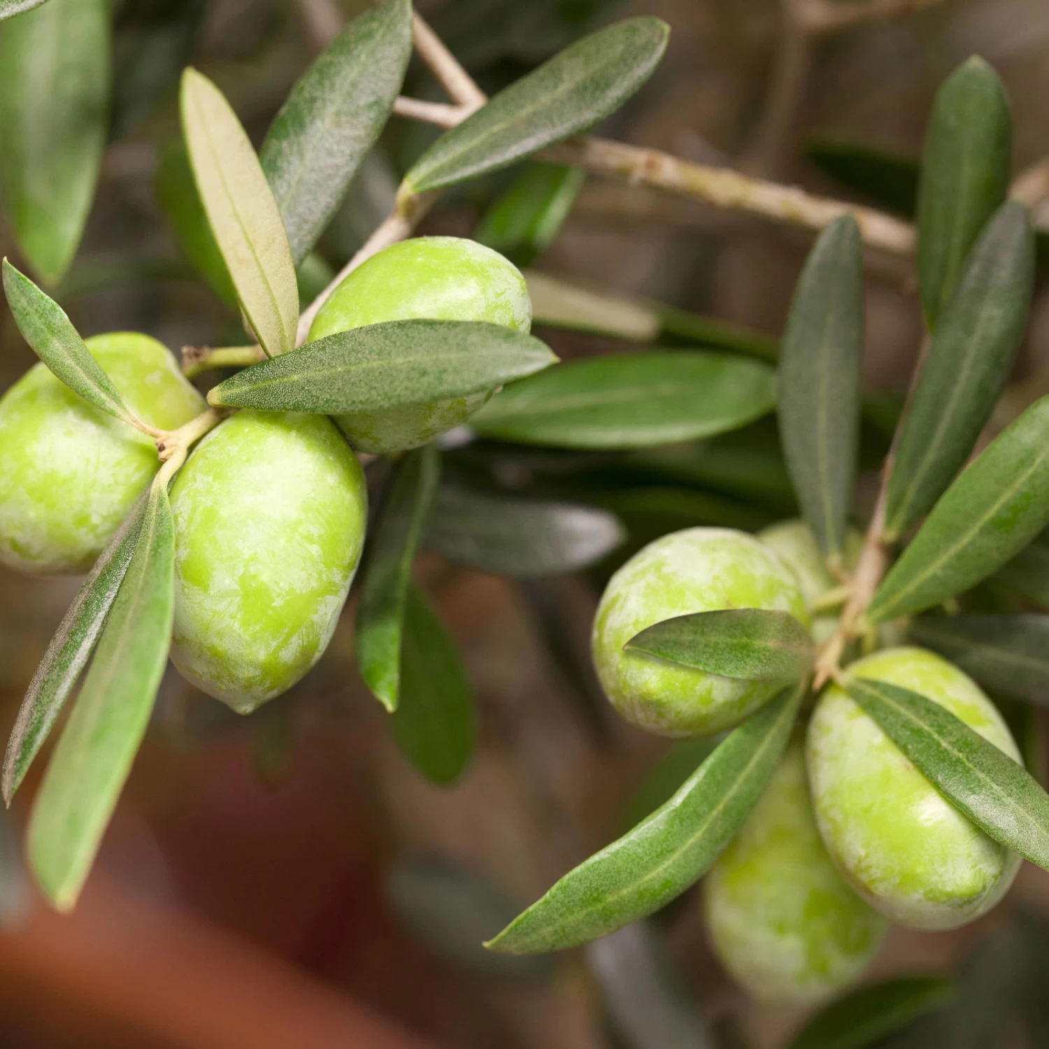 Olivenbaum 'Bonsai', Topf-Ø 25 Cm, Höhe Ca. 55 Cm – Bild 4
