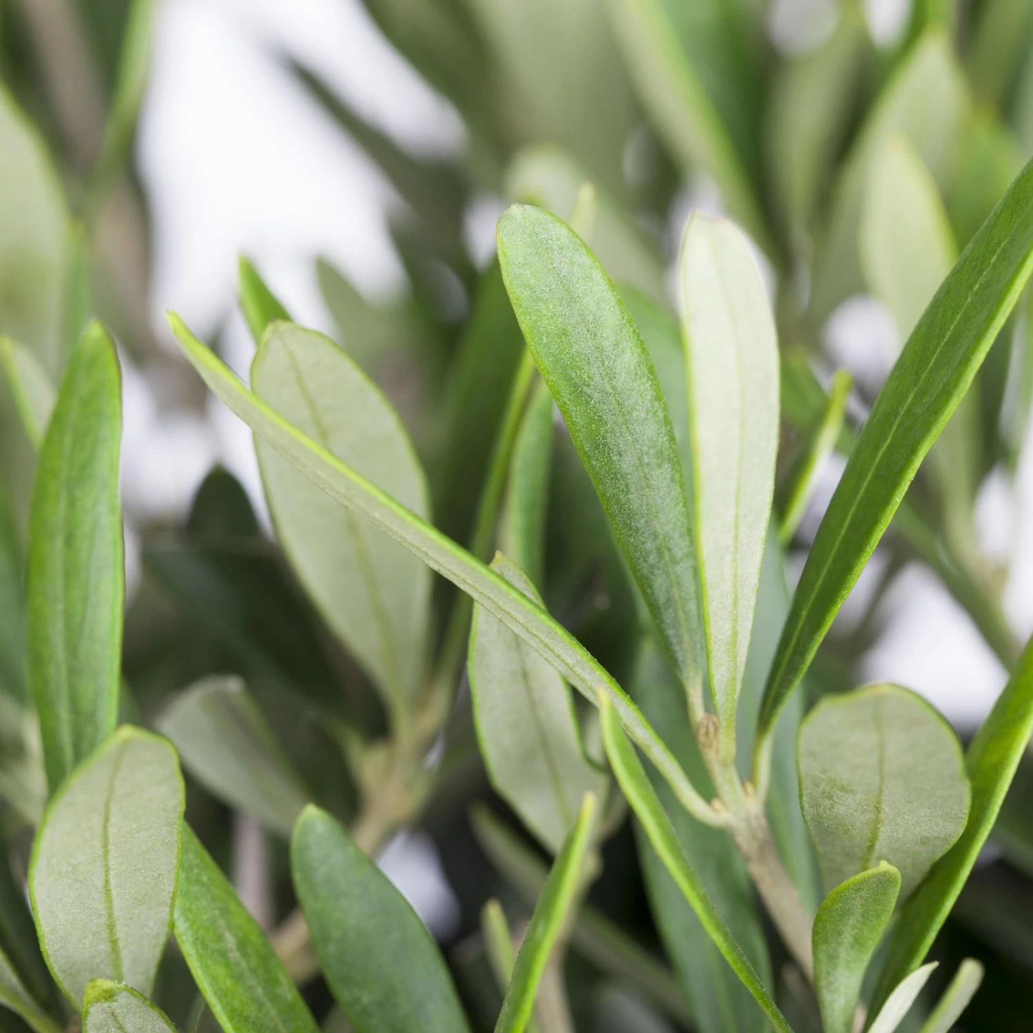 Olivenbaum 'Bonsai', Topf-Ø 25 Cm, Höhe Ca. 55 Cm – Bild 5